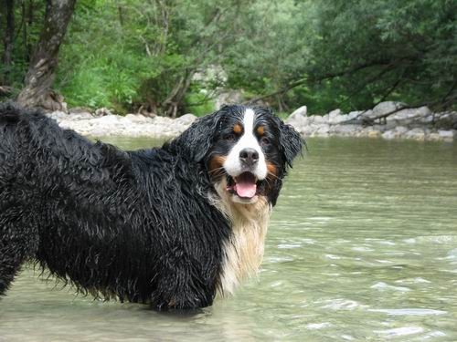 Berni sprehod,Iški Vintgar,29.6.2007 - foto povečava