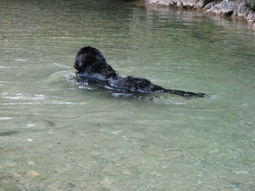 Berni sprehod,Iški Vintgar,29.6.2007 - foto povečava