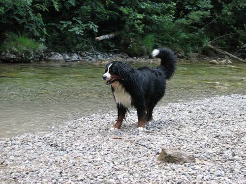 Berni sprehod,Iški Vintgar,29.6.2007 - foto povečava