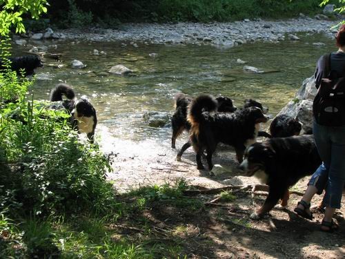 Berni sprehod,Iški Vintgar,29.6.2007 - foto povečava