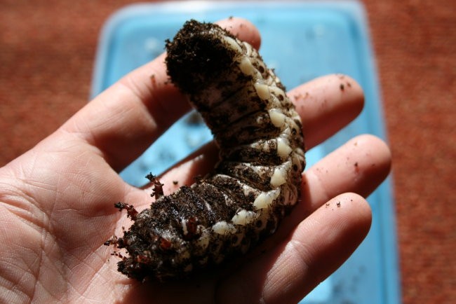 Goliathus Goliathus