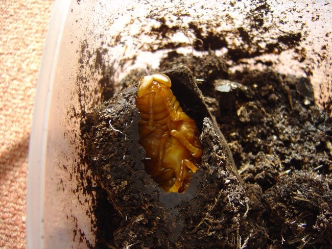 preobrazba iz larve v hrošča(cca 2meseca)