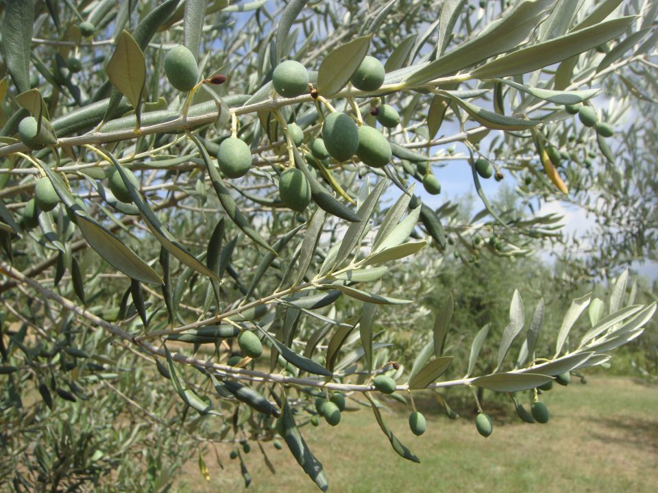 Oljke JULIJ 2011 - foto povečava