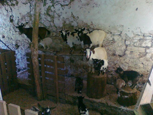 Mini Afriške koze 2011 - foto