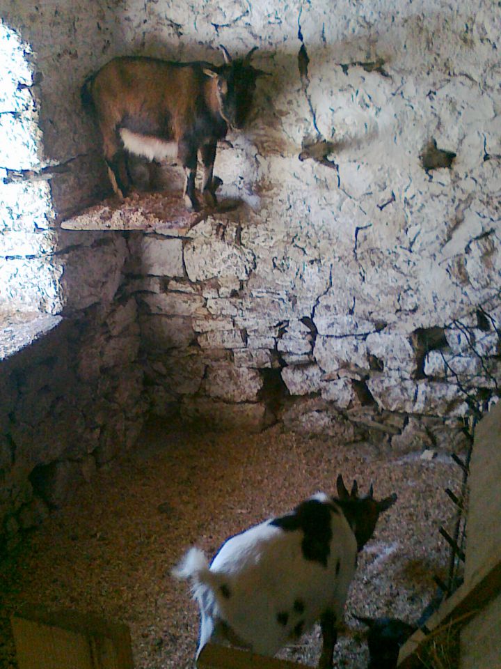 Mini Afriške koze 2011 - foto povečava