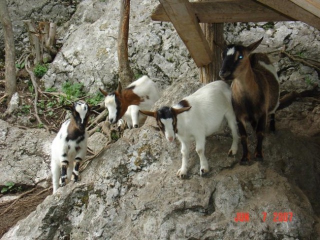 Mini afriške koze