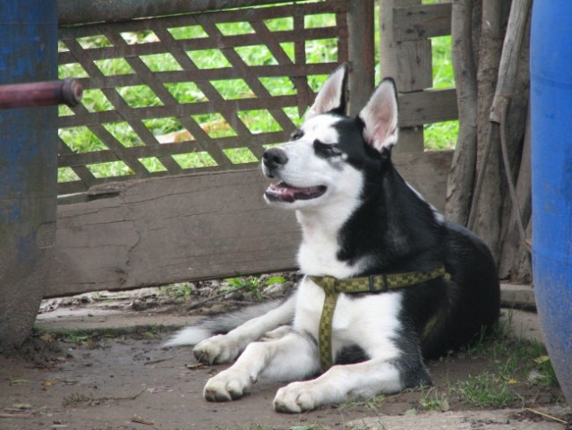 Sky(1) - foto