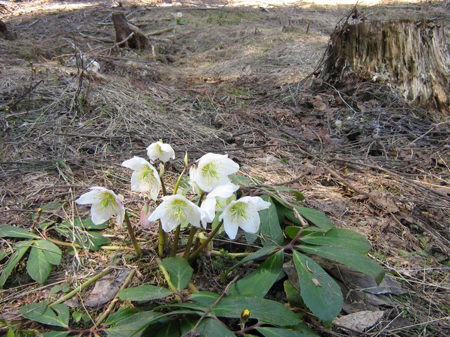 Bertahute - foto povečava