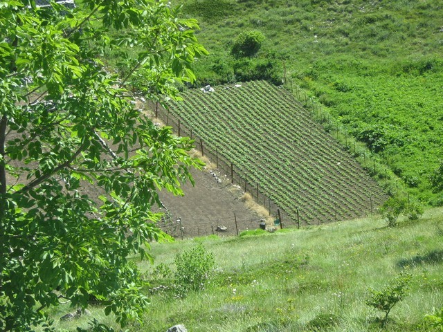 V vrtačah obdelana polja krompirja.