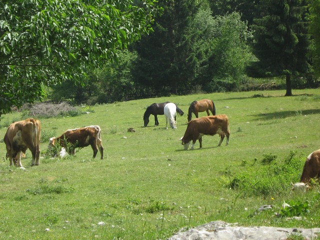 Bohinjska idila.