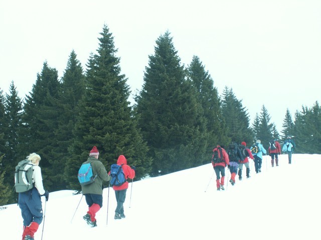 Smrekovec - foto povečava