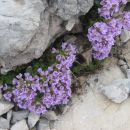 Mošnjak.
