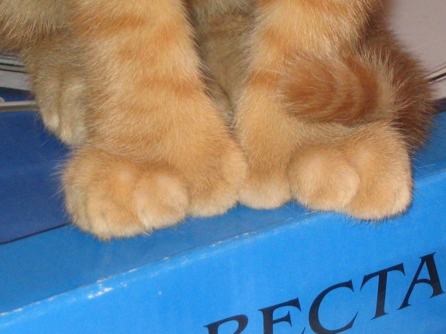 HTTP://TIGER.MOJ-ALBUM.COM/ - foto povečava