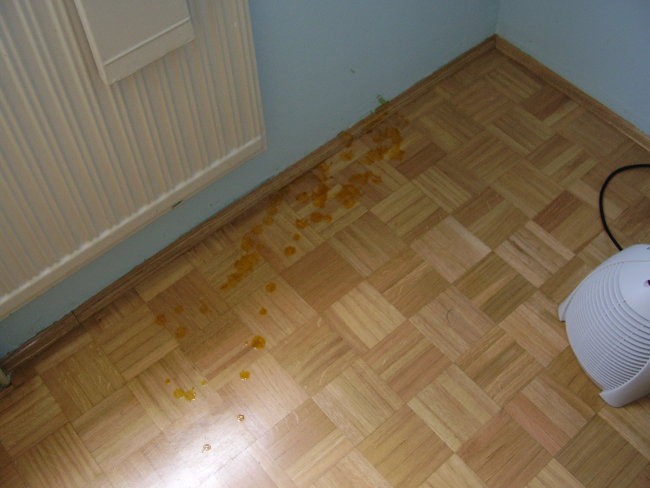 UMETNOST - foto povečava