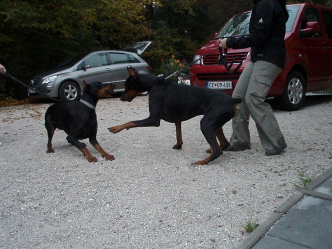 Vzrejni pregled 6.10.07 - foto povečava
