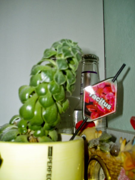 Rastline - foto