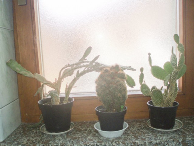 Rastline - foto