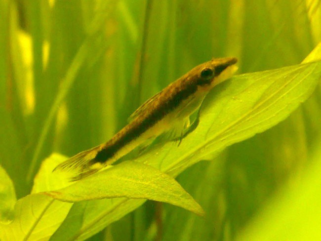 Otocinclus affinis (1.9.2007)