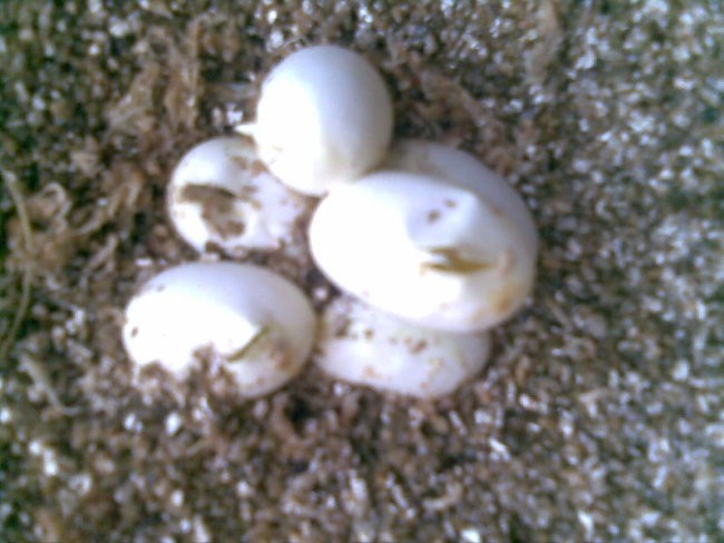 Jajca- ameriški gož - foto povečava