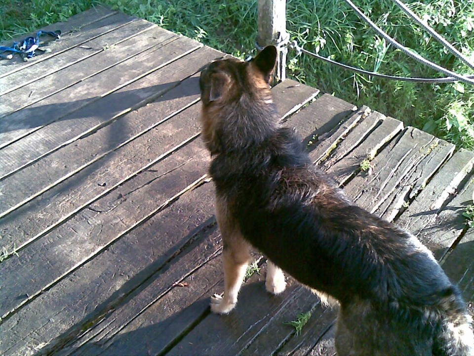 Moji psi, 2009 - foto povečava