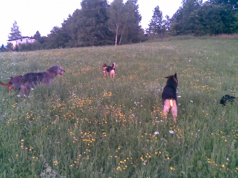 Lan na poti v najbolj krasen domek - foto povečava