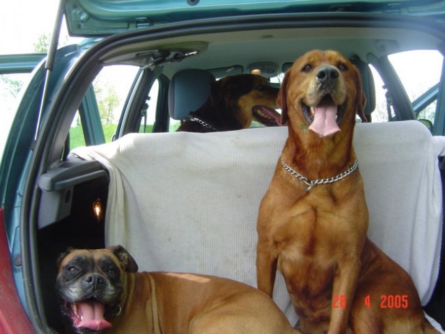 Kako spravim štiri pse v avto in kako gre pet - foto
