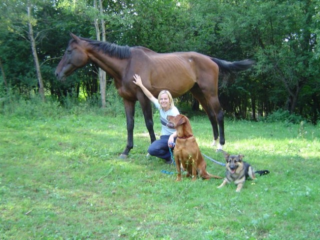 Psi, muce, konji - foto