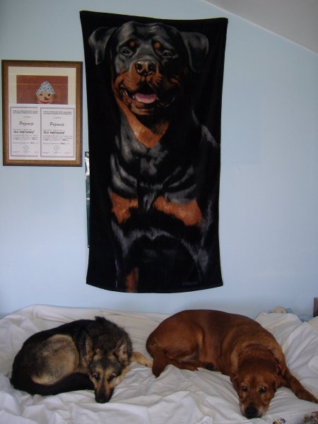 Rottweiler LAGOS iz Španije :))  - foto povečava