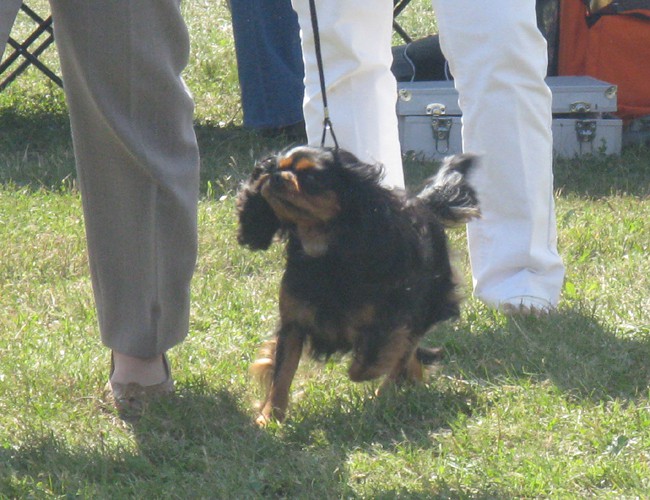 30.8.09 - cac Trbovlje - foto povečava