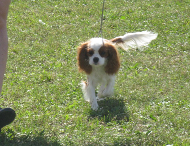 30.8.09 - cac Trbovlje - foto povečava