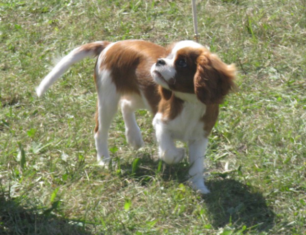 30.8.09 - cac Trbovlje - foto