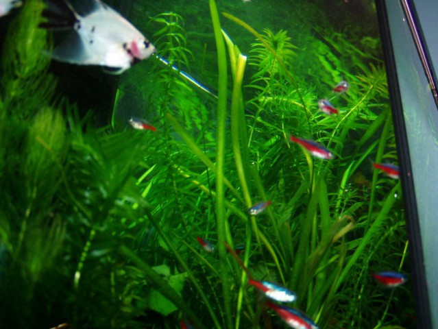 Akvarij 140l (moj prvi!) - foto