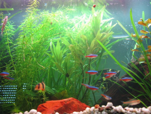 Akvarij 140l (moj prvi!) - foto