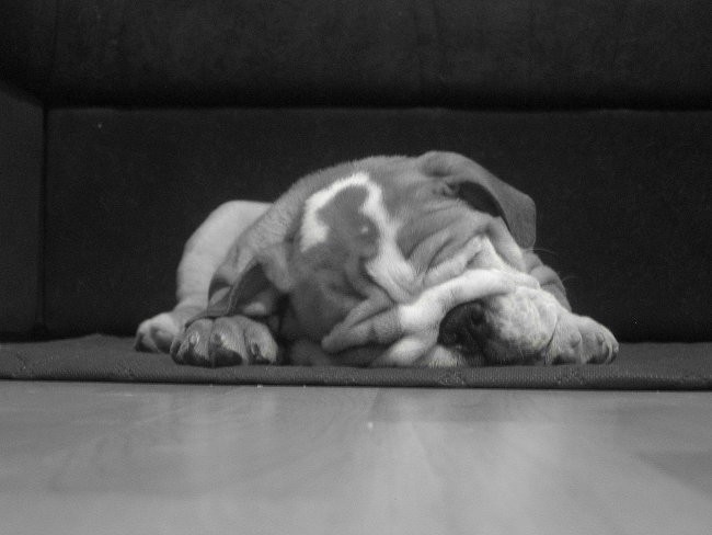 Moj mali bulldog - foto povečava