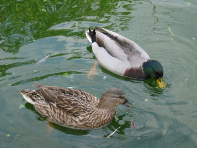 Mlakarici 
(samička & samček)