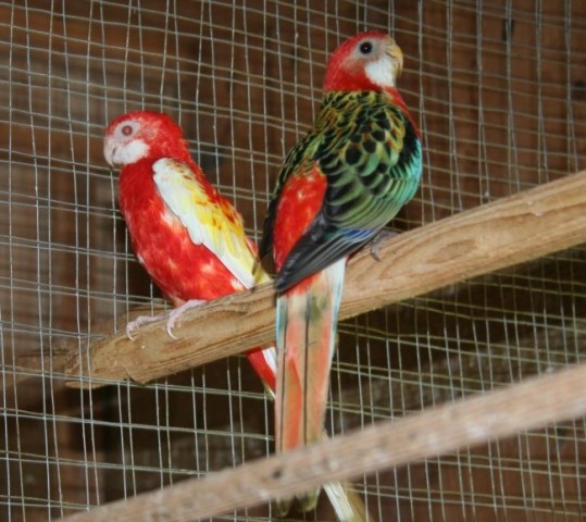 Rubin rozela (samička) in Dečko (samček - rdeča rozela)