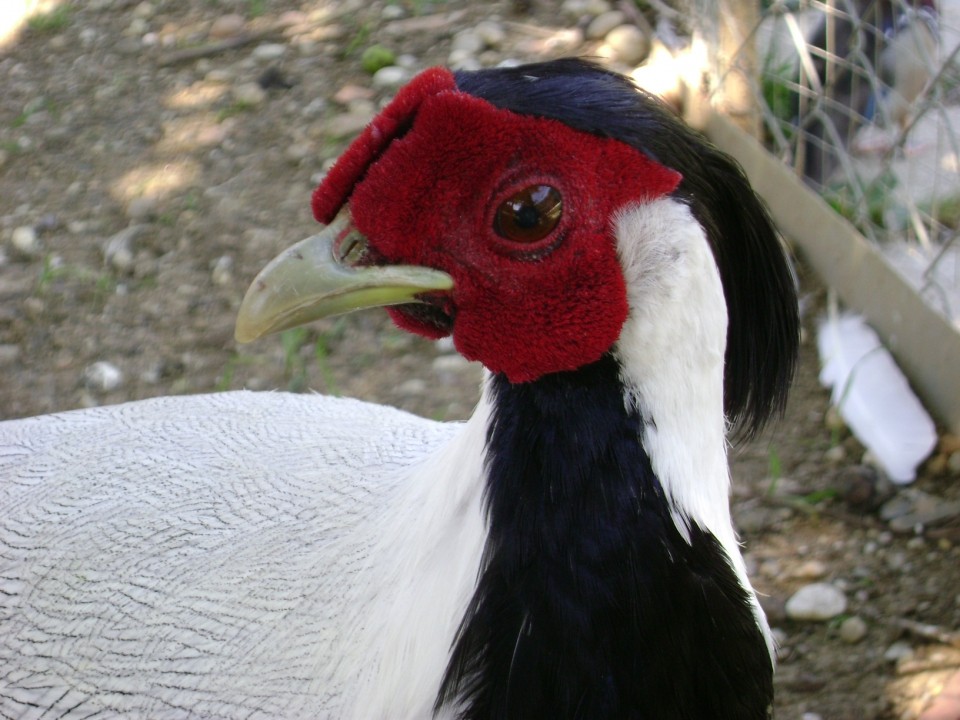 Hudobec od blizu