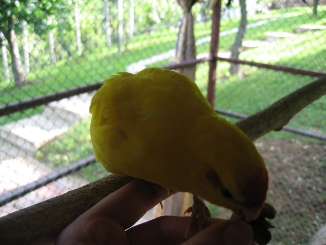 Cica