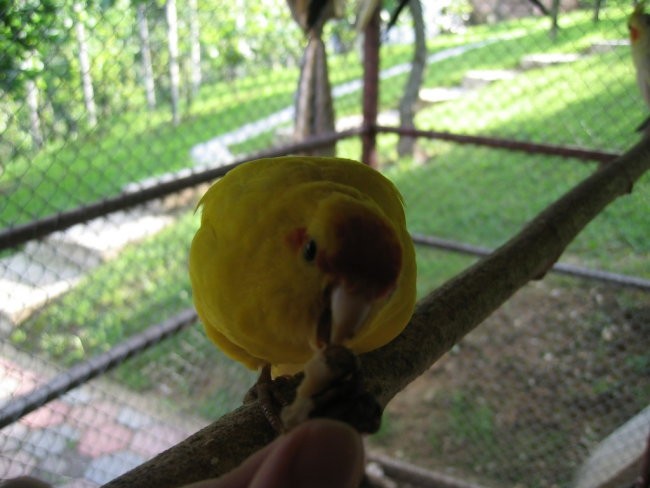 Cica