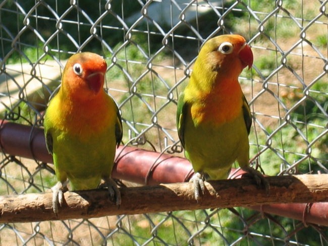agapornis fischer