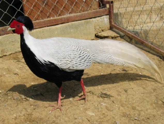 Hudobec 
(srebrni fazan - samček)