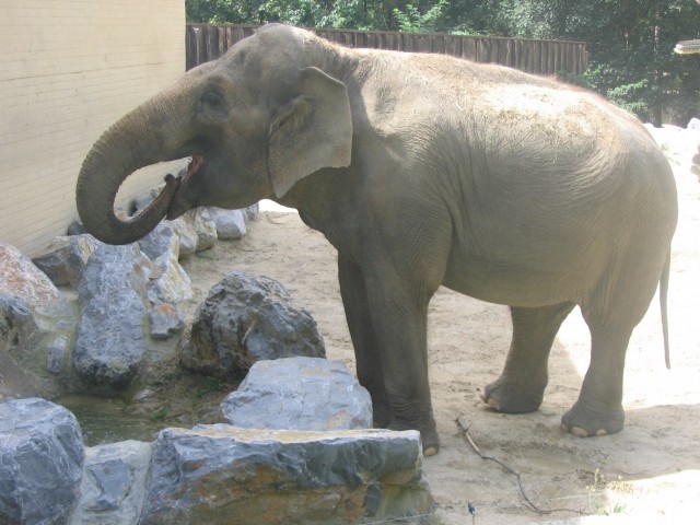 Slon pije vodo