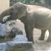 slon pije vodo