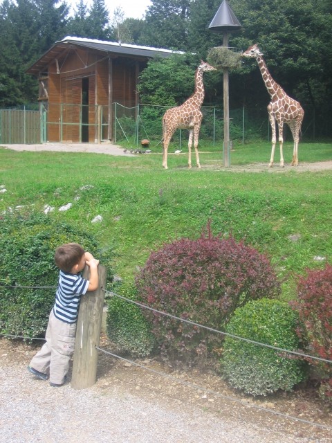 Bor in žirafe