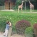 Bor in žirafe