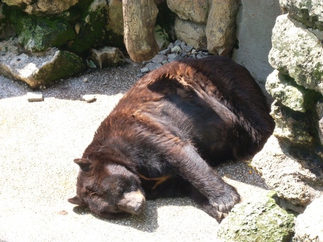črni medved
