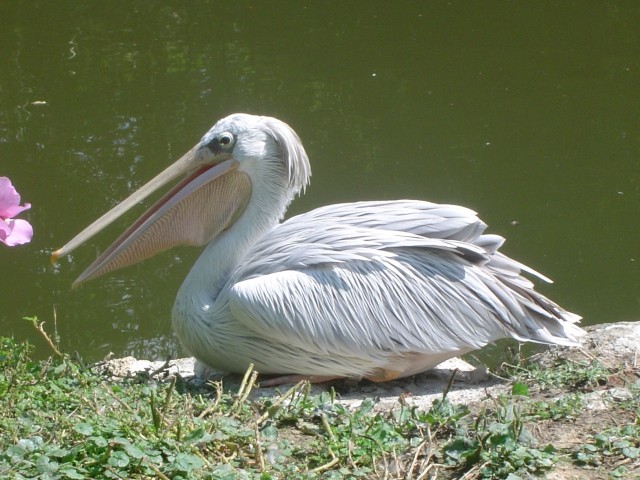 Pelikan
