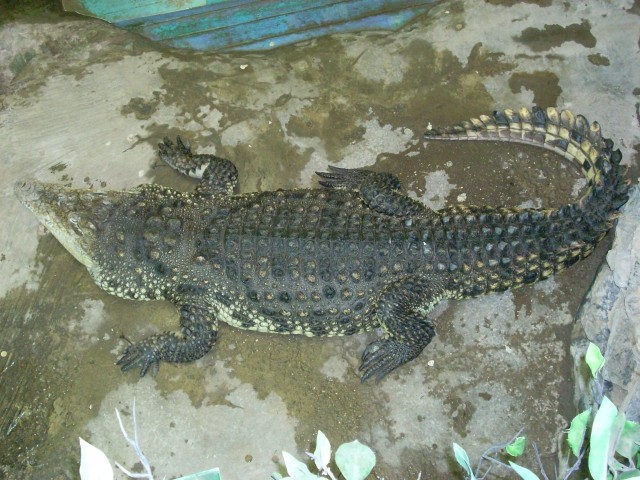 Krokodil iz reke Nil