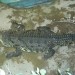 krokodil iz reke Nil