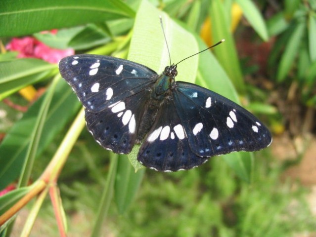 Makro metulj